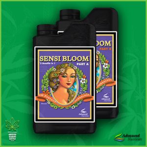 Sensi Bloom - Parte A y B