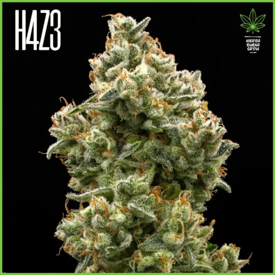 H4Z3 – Anana Fizz (Drop Peach Crescendo)