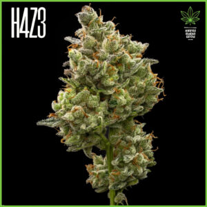 H4Z3 – Area 51 (Drop Peach Crescendo)