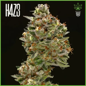 H4Z3 – Banana Snack (Drop Peach Crescendo)