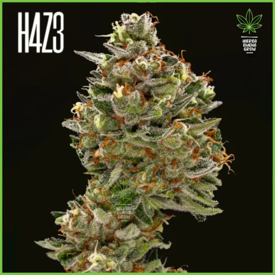 H4Z3 – Banana Snack (Drop Peach Crescendo)