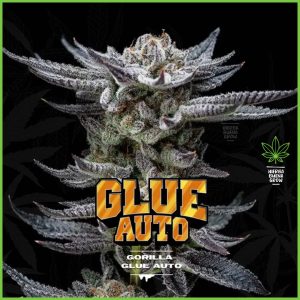 BSF - Gorilla Glue #4 - 60% Sativa / 40% Indica