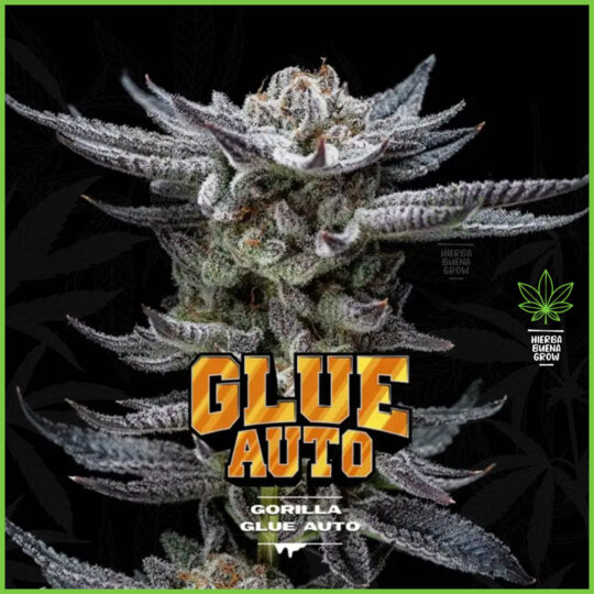 BSF - Gorilla Glue #4 - 60% Sativa / 40% Indica