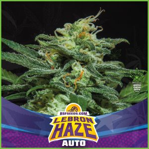 BSF - Lebron Haze Auto - 70% Sativa / 30% Indica