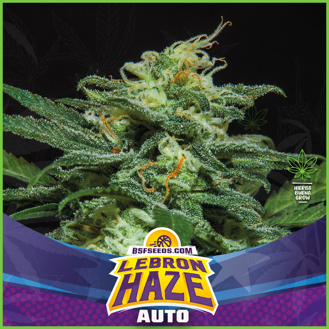 BSF - Lebron Haze - 85% Sativa / 15% Indica