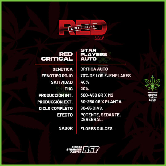 BSF - Red Critical Auto - 20% Sativa / 80% Indica