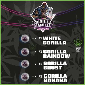 BSF - Gorilla Familia Mix Feminized