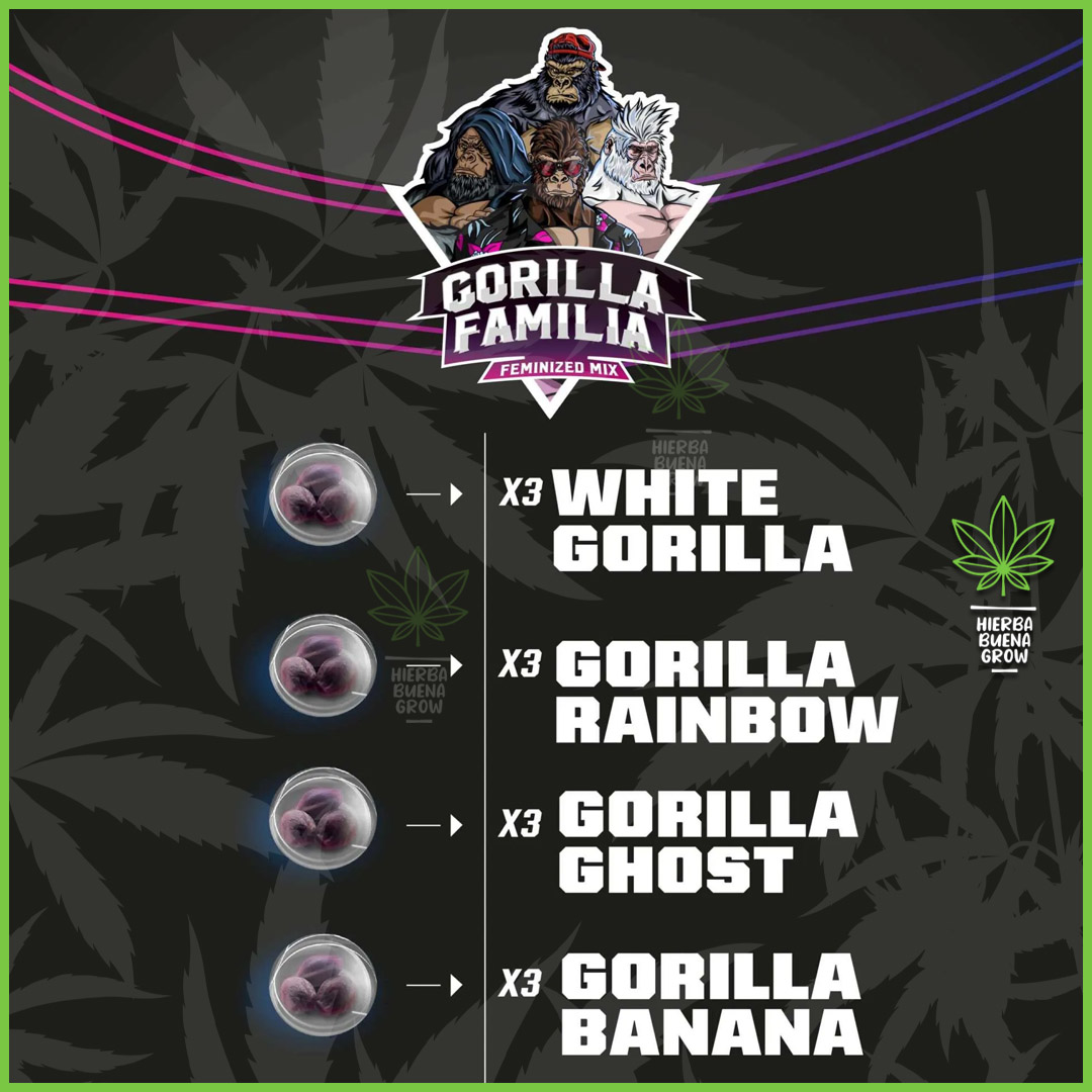 BSF - Gorilla Familia Mix Feminized