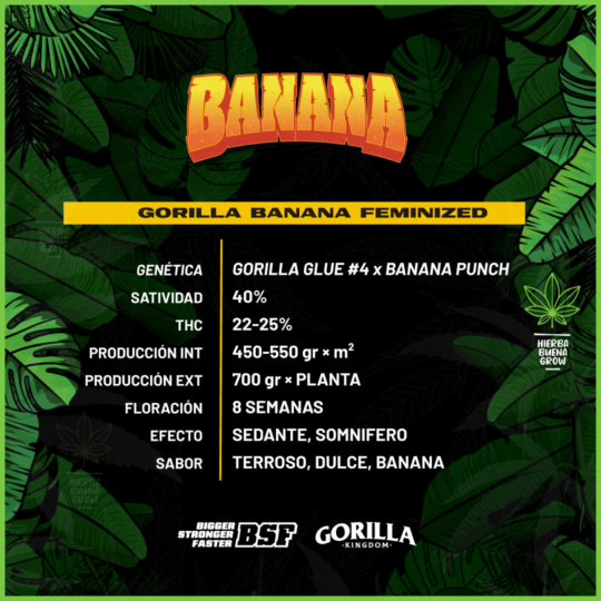 BSF - Gorilla Banana - 60% Sativa / 40% Indica