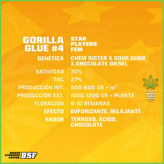 BSF - Gorilla Glue Auto - 60% Indica / 40% Sativa