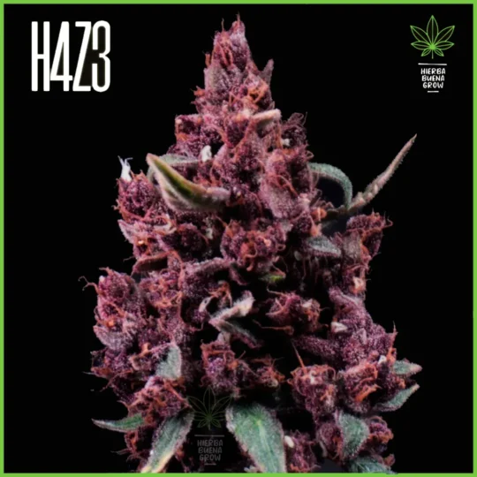 H4Z3 – Cherry Juice (CBD ) (Drop Radical Juice)