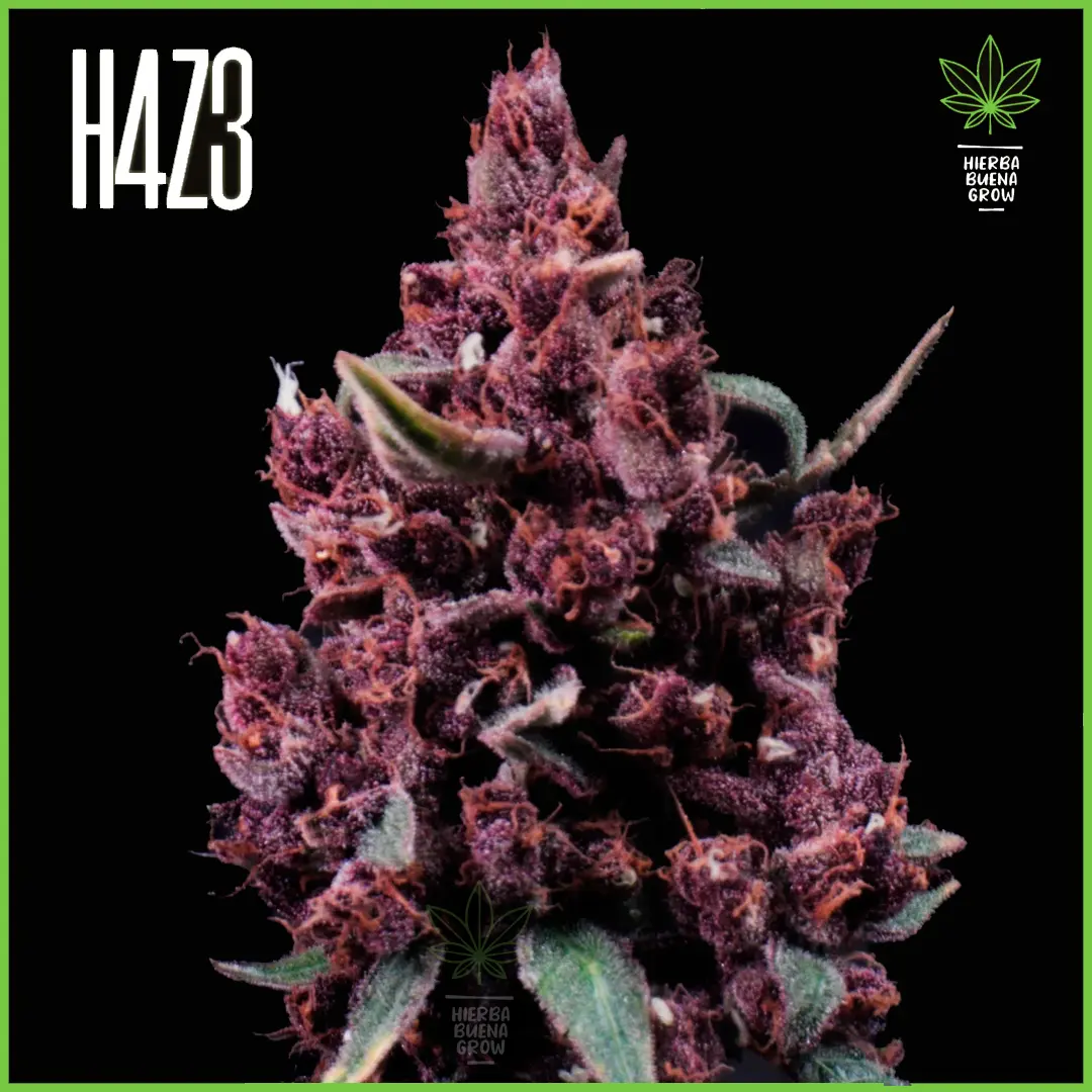 H4Z3 – Cherry Juice (CBD ) (Drop Radical Juice)