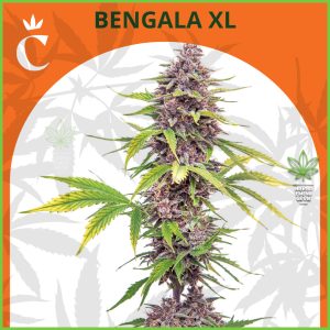 Chita - Bengala XL Auto - 55% Sativa / 45% Indica