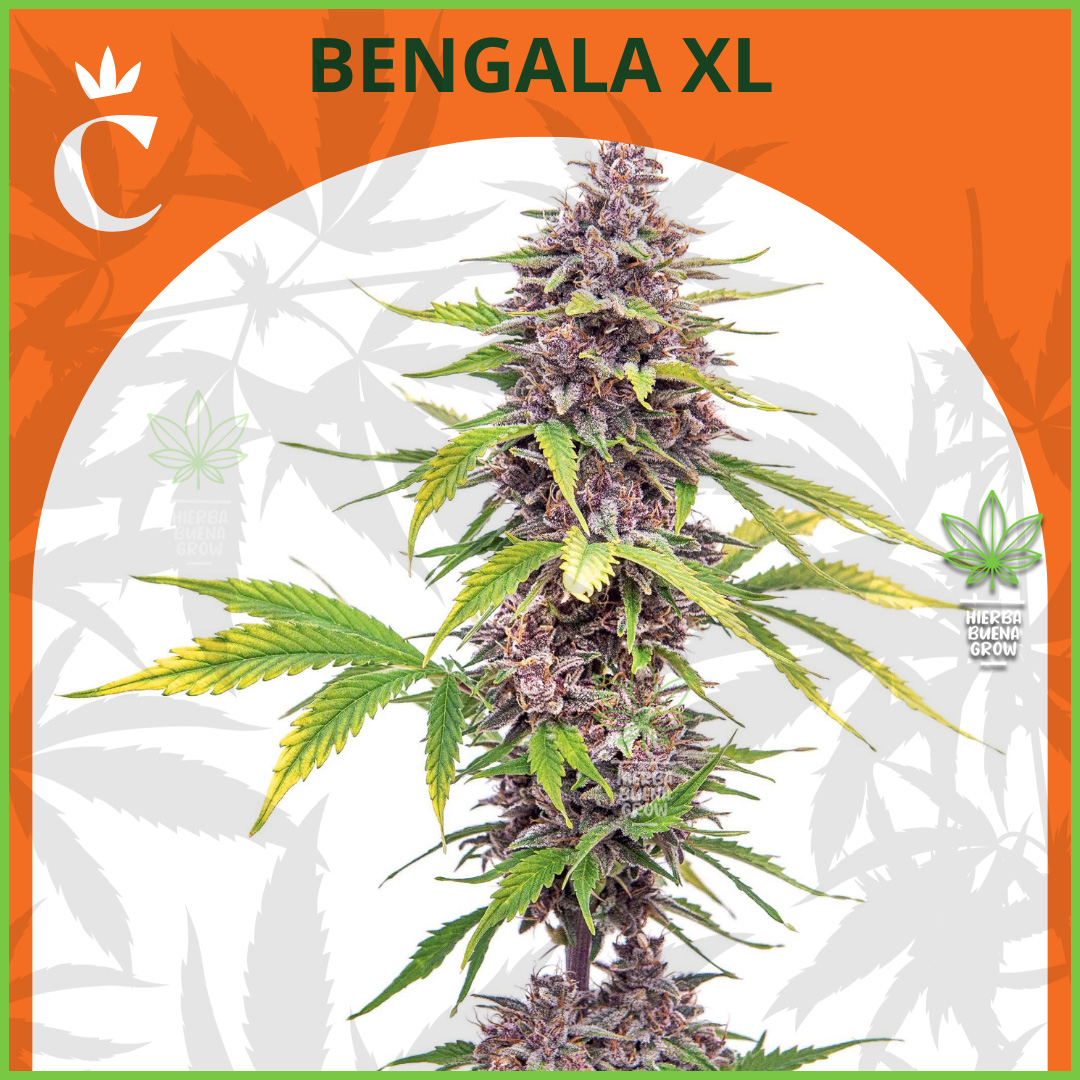 Chita - Bengala XL Auto - 55% Sativa / 45% Indica