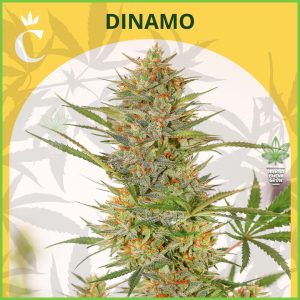 Chita - Dinamo Auto- 60% Sativa - 40% Indica