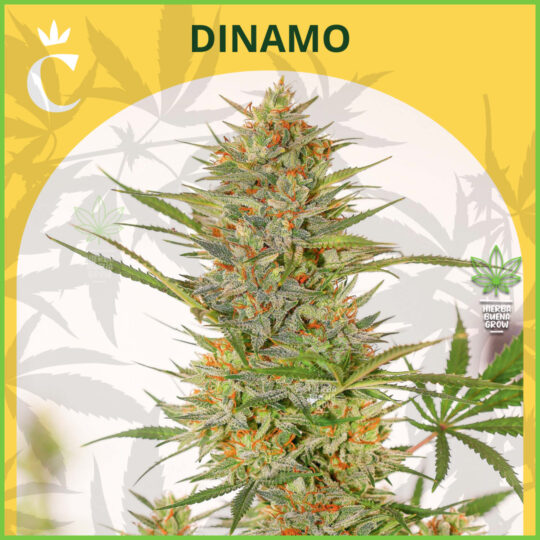 Chita - Dinamo Auto- 60% Sativa - 40% Indica