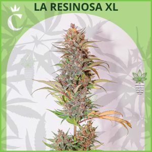 Chita - La Resinosa XL Auto - 50% Sativa / 50% Indica