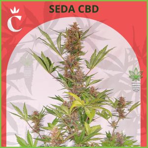 Chita - Seda CBD Auto - 30% Sativa / 70% Indica