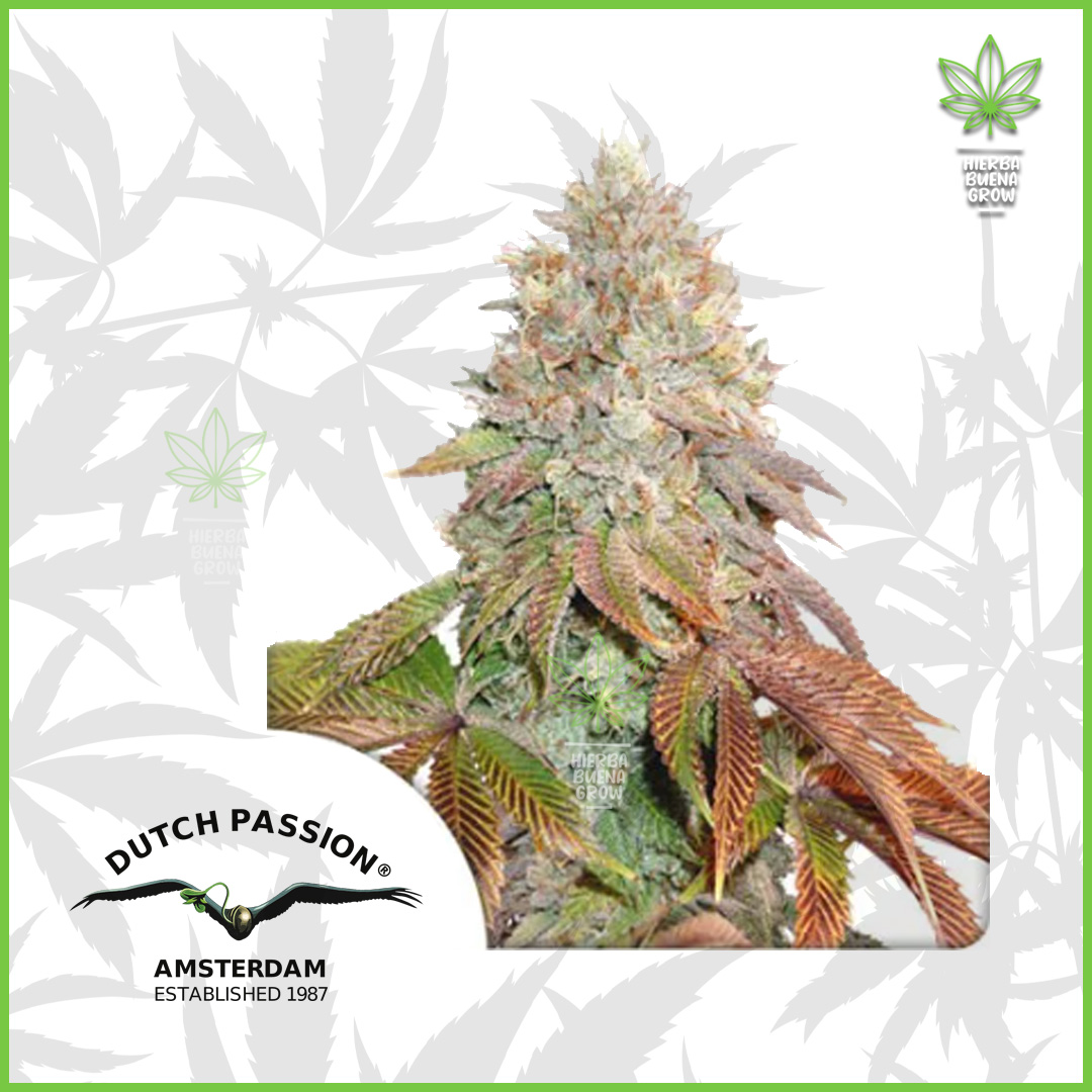 Dutch Passion - Banana Blaze - 80% Indica / 20% Sativa