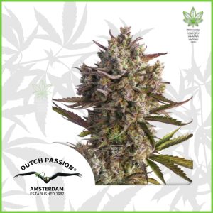Dutch Passion - Blueberry - 80% Indica / 20% Sativa