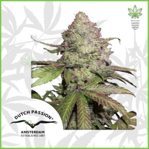 Dutch Passion - Charlotte’s Angel (CBD Auto) - 60% Sativa / 40%