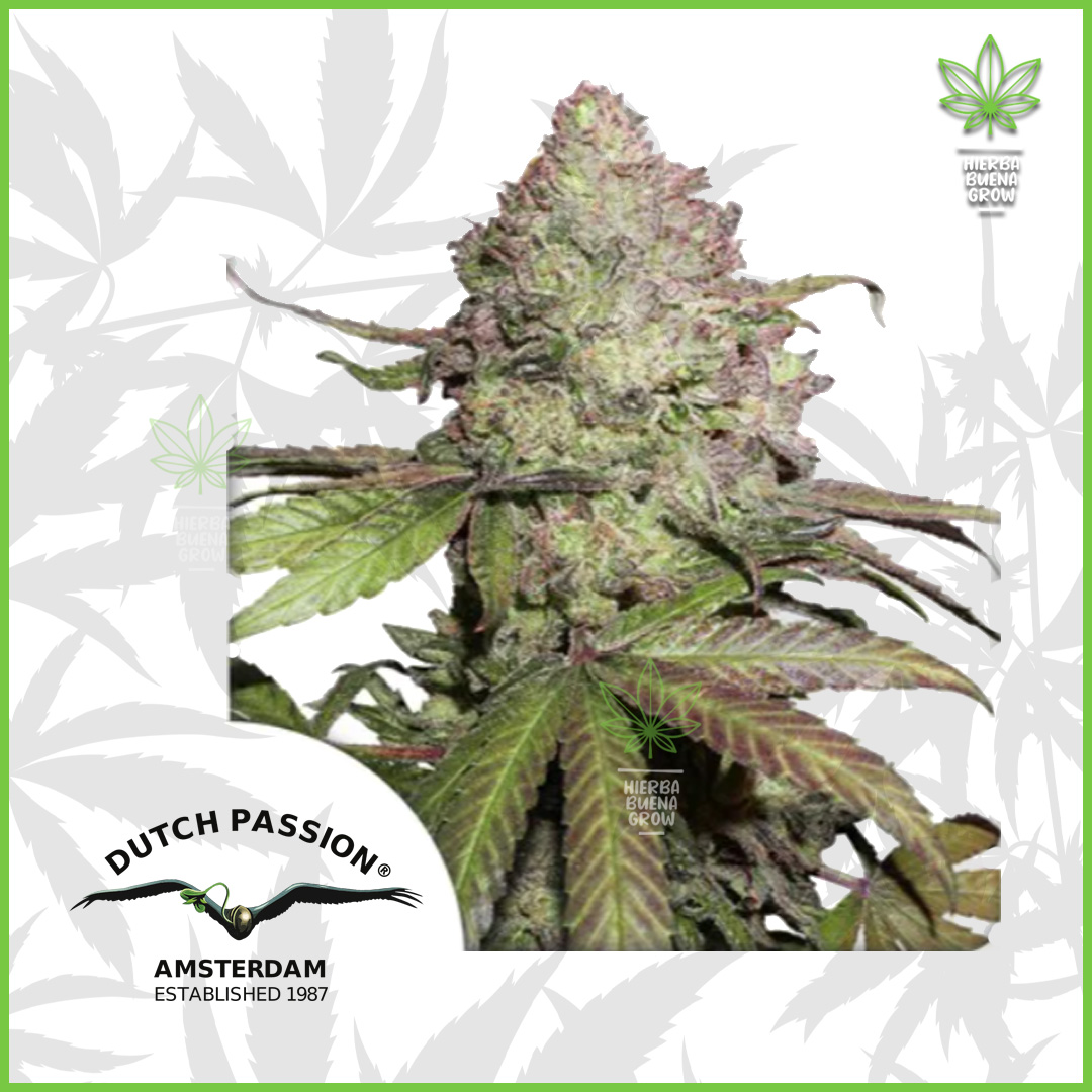 Dutch Passion - Charlotte’s Angel (CBD Auto) - 60% Sativa / 40%