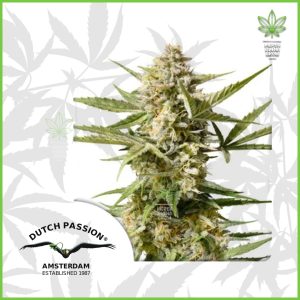 Dutch Passion - Cinderella Jack (Auto) - 60% Sativa / 40% Indica