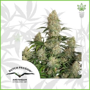 Dutch Passion - Critical Orange Punch (Auto) - 50% Sativa / 50% Indica
