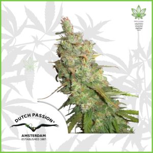 Dutch Passion - Desfran (Auto) -80% Sativa / 20% Indica