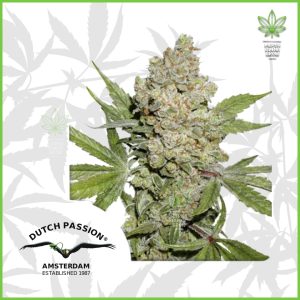 Dutch Passion - Lemon Kix (Auto) - 70% Sativa / 30% Indica