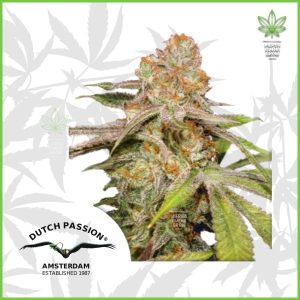 Dutch Passion - MAC #1 (Auto) - 50% Indica / 50% Sativa