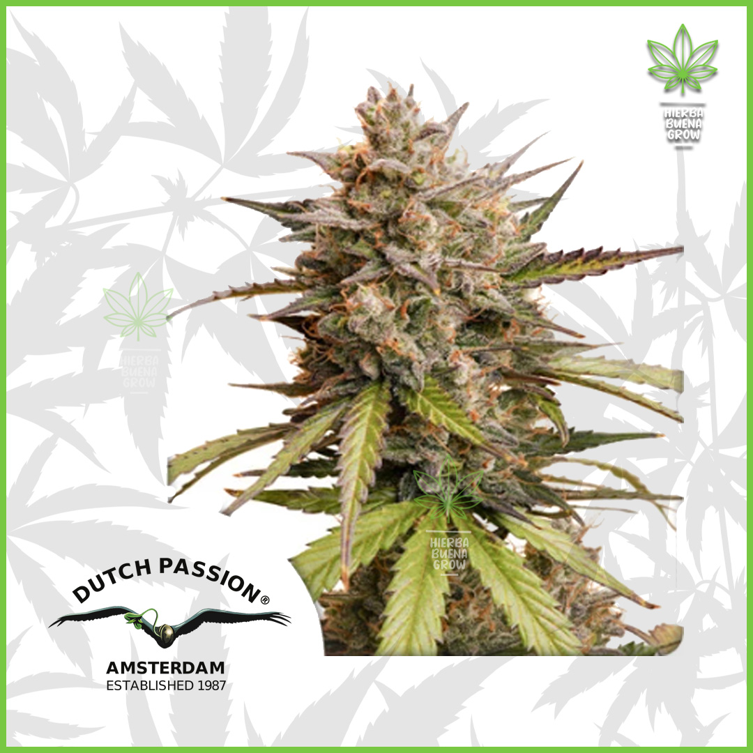 Dutch Passion - Melonade Runtz - 65% Indica / 35% Sativa