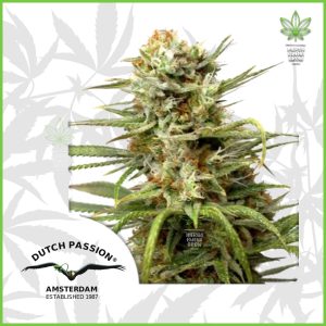Dutch Passion - White Widow (Auto) - 60% Indica / 40%