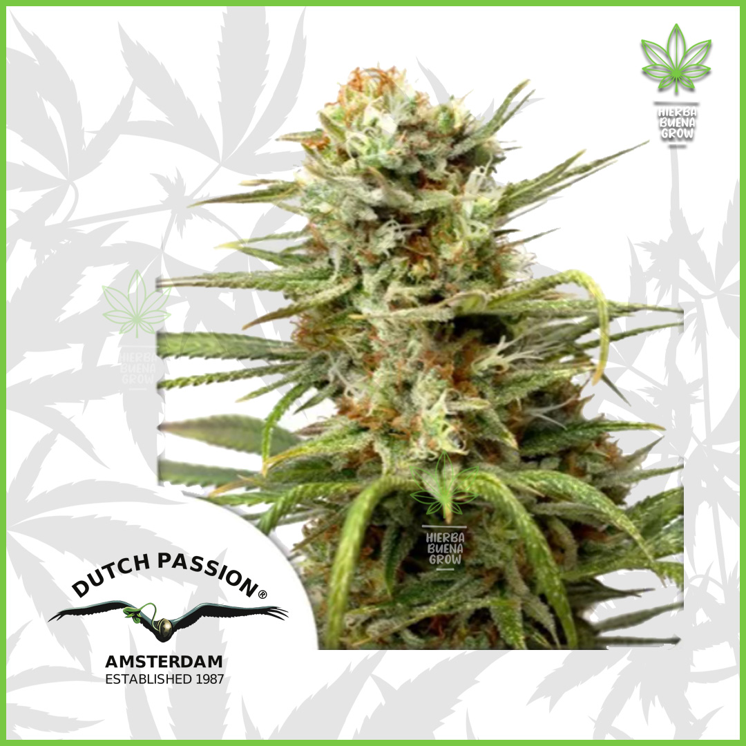 Dutch Passion - White Widow (Auto) - 60% Indica / 40%