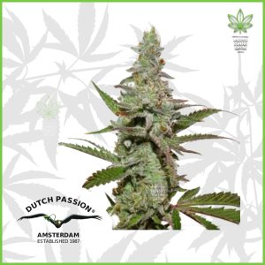 Dutch Passion - Amsterdam Amnesia - 70% Sativa / 30% Indica