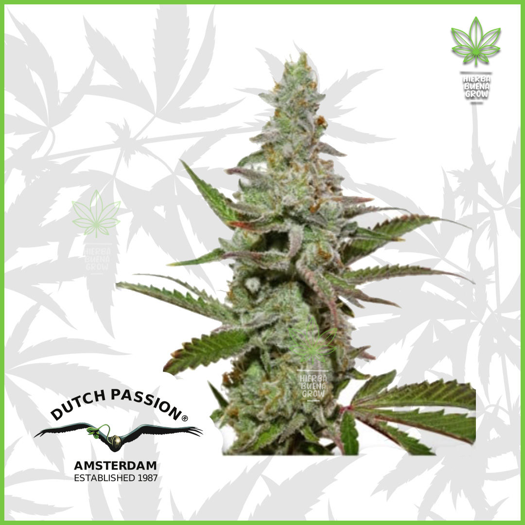 Dutch Passion - Amsterdam Amnesia - 70% Sativa / 30% Indica