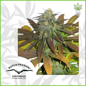 Dutch Passion - Californian Orange - 50% Sativa / 50% Indica