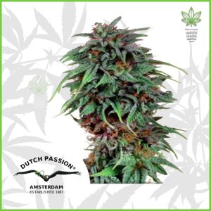 Dutch Passion - Durban Poison - 80% Indica / 20% Sativa