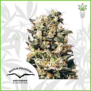 Dutch Passion - Euforia - 90% Indica / 10% Sativa