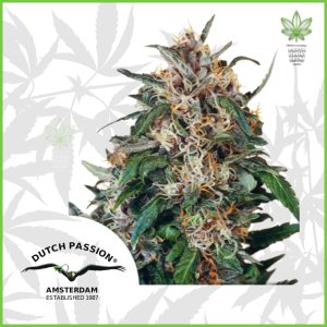 Dutch Passion - Hollands Hope - 90% Indica / 10% Sativa