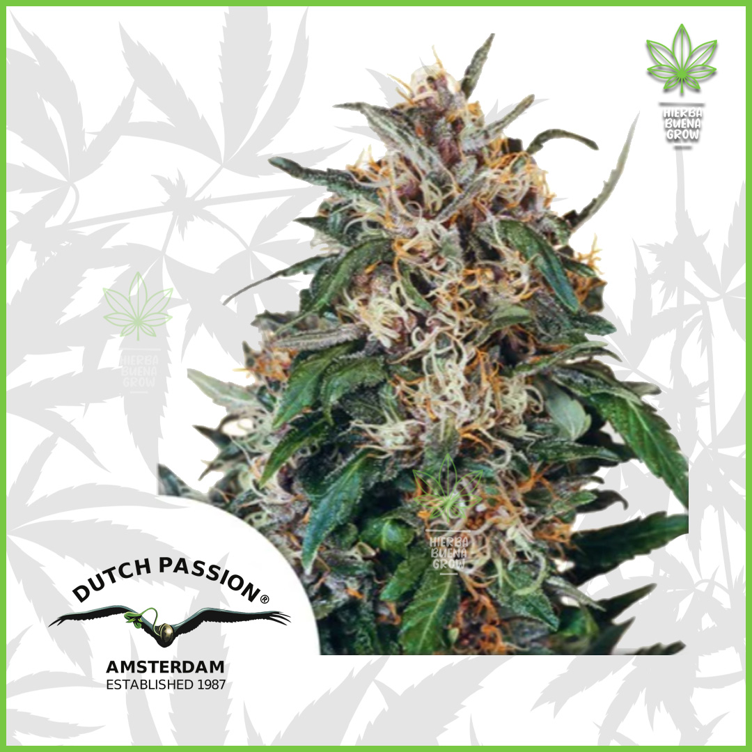 Dutch Passion - Hollands Hope - 90% Indica / 10% Sativa