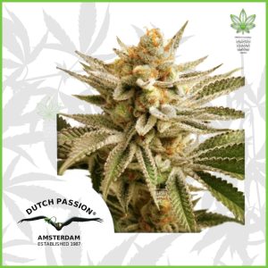 Dutch Passion - Lemon Z - 65% Indica / 35% Sativa