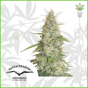 Dutch Passion - Meringue - 65% Indica / 35% Sativa