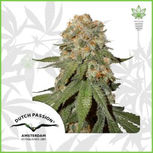 Dutch Passion - Orange Bud - 70% Sativa / 30% Indica