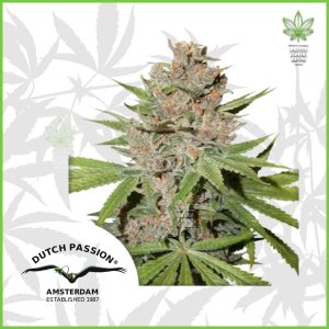 Dutch Passion - Passion Fruit - 50% Sativa / 50% Indica