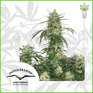 Dutch Passion - The Ultimate - 50% Sativa / 50% Indica