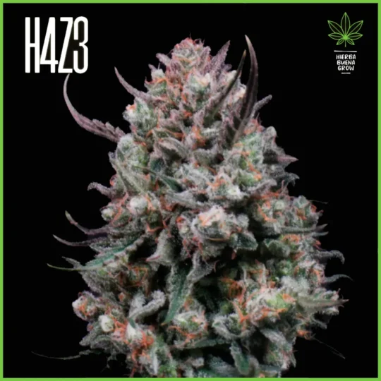 H4Z3 – Gods Juice (Drop Radical Juice)