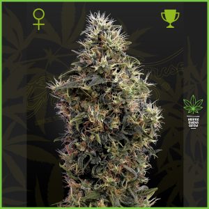 Green House - Sweet Mango - 10% Sativa / 80% Indica / 10% Ruderalis