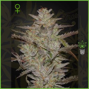 Green House - AlienZ - 40% Sativa / 50% Indica / 10% Ruderalis