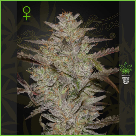 Green House - AlienZ - 60% Indica / 40% Sativa
